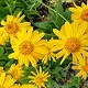 Extracto natural de arnica como ingrediente de Vitaflex para el cuidado y confort de las articulaciones y músculos.