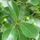 Mentol natural como ingrediente de Vitaflex que brinda un efecto refrescante focalizado para el confort muscular y articular.